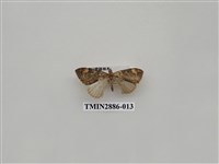 藏品(尺蛾615)的圖片